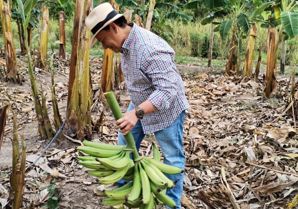 La cadena productiva de plátano se fortalece en Casanare