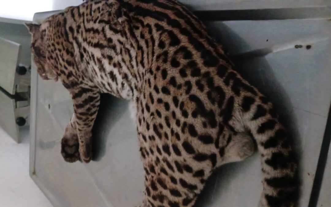 Ocelote muere atropellado en vías de Trinidad, Casanare