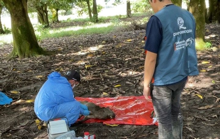 Alerta Sanitaria en Paz de Ariporo por rara enfermedad descubierta en chigüiros