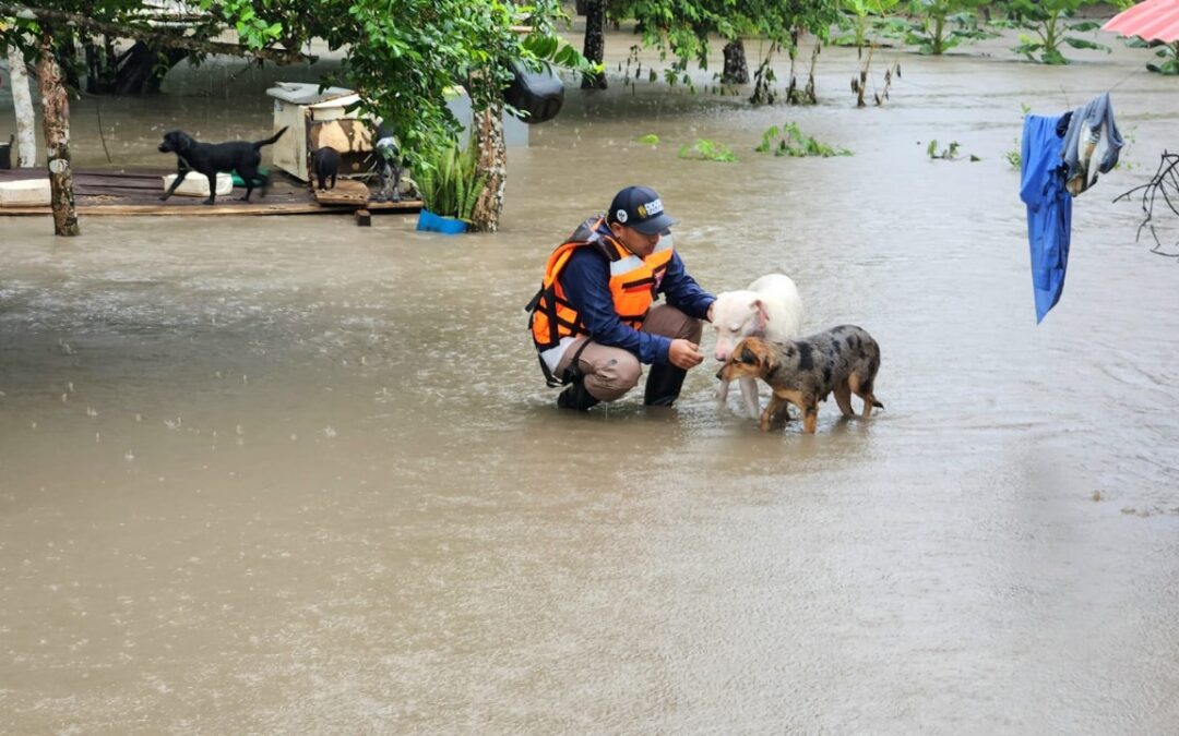 Concurso de pintura en Casanare promueve la protección de mascotas ante riesgos naturales