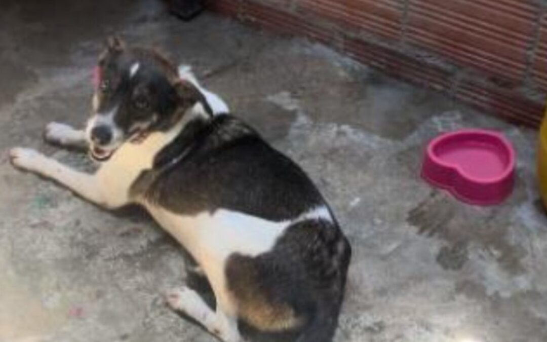 Condenado hombre que golpeó a una perrita en Ibagué en 2024
